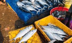 ജില്ലയില്‍ ഫിഷ് ലാന്‍ഡിങ് ഹാര്‍ബറുകളില്‍ മാത്രം; ഒരിടത്തും മത്സ്യ ലേലം അനുവദിക്കില്ല