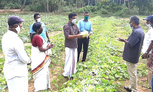 കര്ഷകര്ക്ക് ആശ്വാസം: ഹോര്ട്ടി കോര്പ്പ് പൊട്ടുവെള്ളരി സംഭരിക്കും കര്ഷകര്ക്ക് ആശ്വാസം: ഹോര്ട്ടി കോര്പ്പ് പൊട്ടുവെള്ളരി സംഭരിക്കും