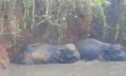 വയനാട് മേപ്പാടിയില്‍ കുളത്തില്‍വീണ കാട്ടാനകളെ രക്ഷപ്പെടുത്തി