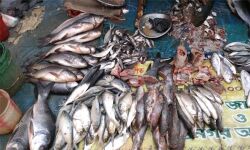 ഓപറേഷന്‍ സാഗര്‍ റാണി; 2,865 കിലോ പഴകിയ മല്‍സ്യം പിടിച്ചു