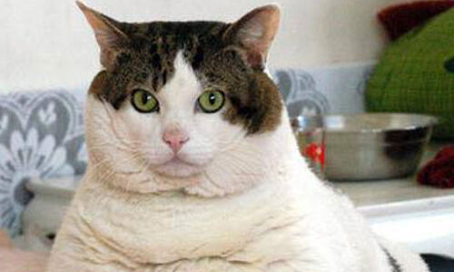 പൂച്ചയ്ക്ക് ബിസ്‌കറ്റ് വാങ്ങണം: വാഹന പാസ് അനുവദിക്കണമെന്നാവശ്യപ്പെട്ട് കേരള ഹൈക്കോടതിയില്‍ ഹരജി