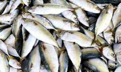 മണ്ണടി ചന്തയുടെ സമീപം വിൽപ്പന നടത്തിയ അഴുകിയ മത്സ്യം പിടികൂടി