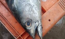 ഓപ്പറേഷന്‍ സാഗര്‍ റാണി: 15,641 കിലോഗ്രാം പഴകിയ മത്സ്യം പിടികൂടി നശിപ്പിച്ചു