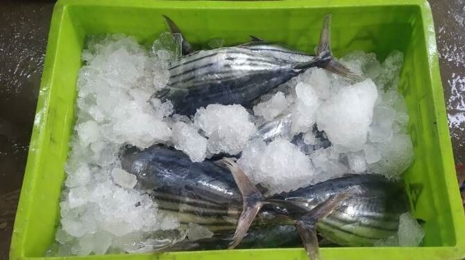 ഓപ്പറേഷന്‍ സാഗര്‍ റാണി: 15,641 കിലോഗ്രാം ഭക്ഷ്യയോഗ്യമല്ലാത്ത മത്സ്യം പിടിച്ചെടുത്ത് നശിപ്പിച്ചു