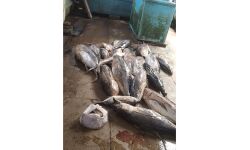 ആലപ്പുഴയില് പഴകിയ മല്സ്യം പിടിച്ചെടുത്തു ആലപ്പുഴയില് പഴകിയ മല്സ്യം പിടിച്ചെടുത്തു