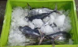 ഓപ്പറേഷന്‍ സാഗര്‍ റാണി: 15,641 കിലോഗ്രാം ഭക്ഷ്യയോഗ്യമല്ലാത്ത മത്സ്യം പിടിച്ചെടുത്ത് നശിപ്പിച്ചു