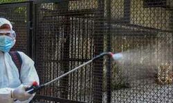 കൊവിഡ് 19: മൃഗങ്ങളിലെ രോഗസാധ്യതാ നിരീക്ഷണ മാർഗരേഖ പുറത്തിറക്കി കൊവിഡ് 19: മൃഗങ്ങളിലെ രോഗസാധ്യതാ നിരീക്ഷണ മാർഗരേഖ പുറത്തിറക്കി