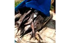 അരൂരില്‍ വില്‍പന നടത്തിയ പഴകിയ മല്‍സ്യം പിടികൂടി നശിപ്പിച്ചു