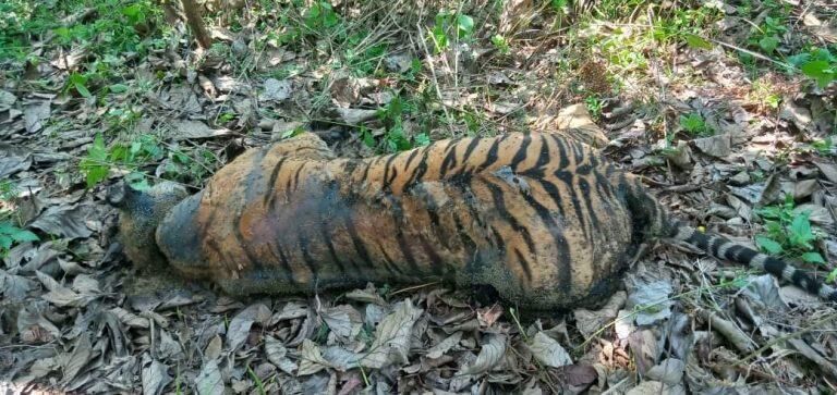 കുറിച്യാട് വനത്തില്‍ കടുവ ചത്ത നിലയില്‍