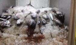 മീ​നുമായെത്തുന്ന വാഹനങ്ങൾ പോലിസ് പി​ടി​ക്കേണ്ടെന്ന് നി​ർ​ദേ​ശം