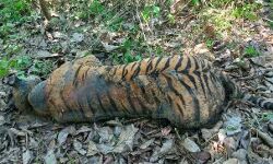 കുറിച്യാട് വനത്തില്‍ കടുവ ചത്ത നിലയില്‍