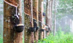 റബ്ബർ വിലയിടിവ്; കർഷകർ കടുത്ത പ്രതിസന്ധിയിൽ