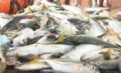 ഓപ്പറേഷന്‍ സാഗര്‍ റാണി കൂടുതല്‍ ശക്തിപ്പെടുത്തും: മന്ത്രി കെ കെ ശൈലജ; ഒന്നര ആഴ്ചക്കിടെ പിടികൂടിയത് കേടായ 113 മെട്രിക് ടണ്‍ മത്സ്യം