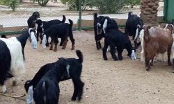 സുദാനില്നിന്ന് 1.6 ലക്ഷം ആടുമാടുകളെ ഇറക്കുമതി ചെയ്തു സുദാനില്നിന്ന് 1.6 ലക്ഷം ആടുമാടുകളെ ഇറക്കുമതി ചെയ്തു