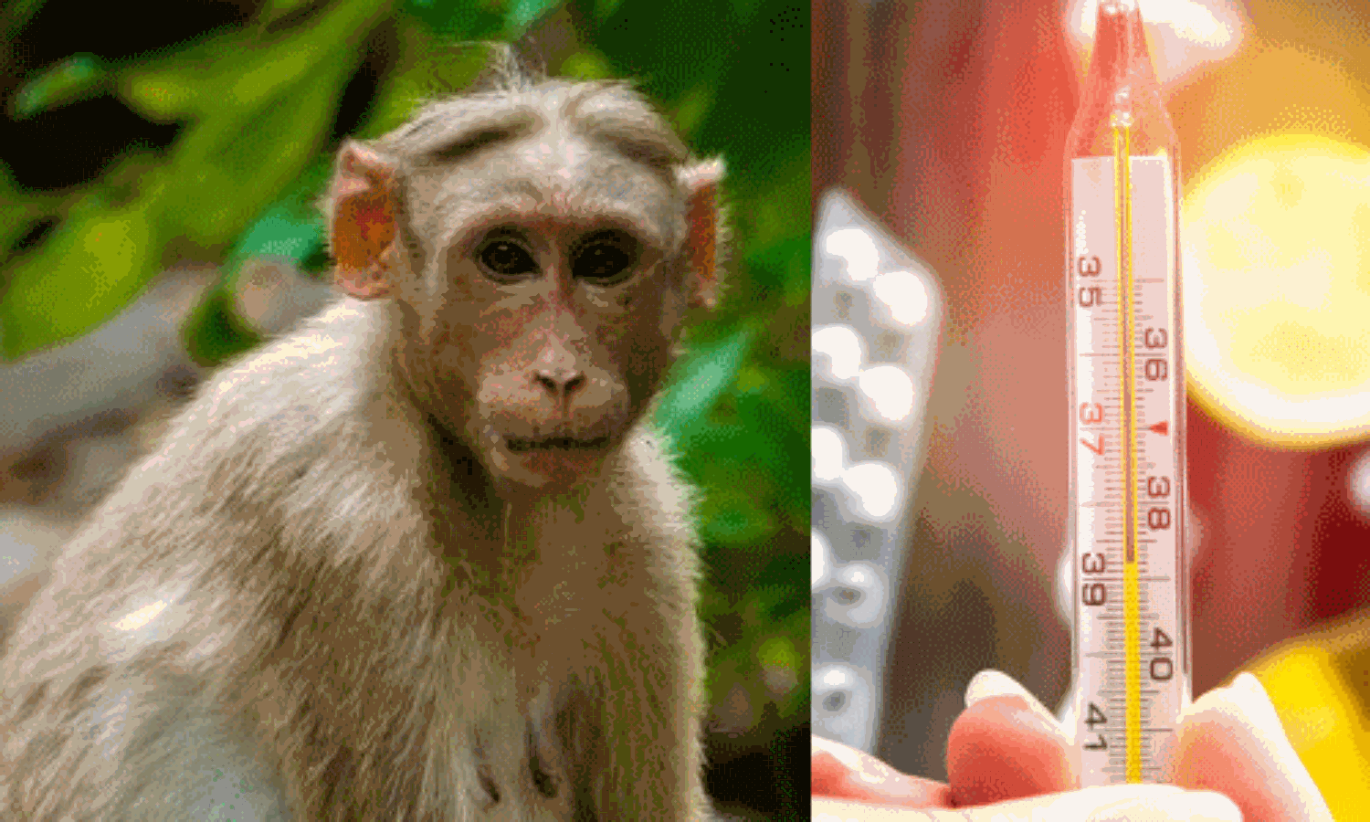 വയനാട്ടില് ആശങ്ക പടര്ത്തി കുരങ്ങ് പനിയും; നാല് പേര് ചികില്സ തേടി വയനാട്ടില് ആശങ്ക പടര്ത്തി കുരങ്ങ് പനിയും; നാല് പേര് ചികില്സ തേടി
