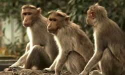 വയനാട്ടില്‍ മൂന്നുപേര്‍ക്ക് കൂടി കുരുങ്ങുപനി