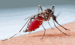 പാലക്കാട് ഡെങ്കിപ്പനി പടരുന്നു