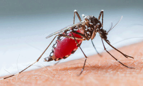 പാലക്കാട് ഡെങ്കിപ്പനി പടരുന്നു