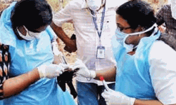 കോഴിക്കോട് ചെത്തുകടവില്‍ വവ്വാലുകള്‍ ചത്ത സംഭവം: സ്രവം പരിശോധനയ്ക്കയച്ചു