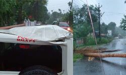 മന്ത്രി എ കെ ബാലന് അകമ്പടി പോവേണ്ട പോലിസ് ജീപ്പിന് മുകളില്‍ തെങ്ങുവീണു