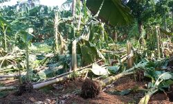 വേനല്‍മഴ: മാളയില്‍ വ്യാപക കൃഷിനാശം