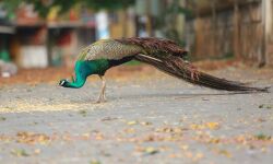 ലോക്ക് ഡൗണ്‍: തെരുവുകള്‍ വിജനം; ഫോര്‍ട് കൊച്ചിയുടെ സൗന്ദര്യം ആസ്വദിച്ച് മയില്‍