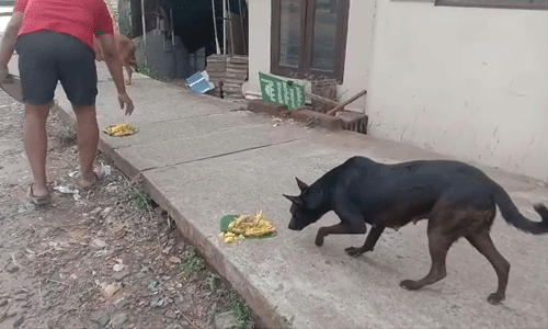 തെരുവ് നായ്ക്കളുടെ വിശപ്പിന്റെ വിളി കേട്ട് അവരെത്തി (വീഡിയോ)