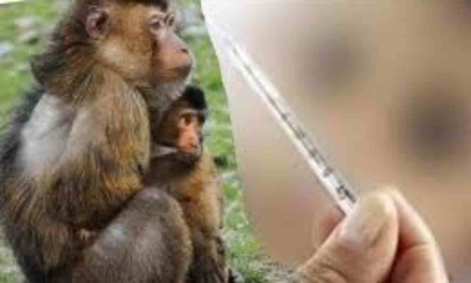കുരങ്ങുപനി; പ്രതിരോധ പ്രവര്ത്തനങ്ങള് നടപ്പാക്കാന് ജില്ലാ ഭരണകൂടം കുരങ്ങുപനി; പ്രതിരോധ പ്രവര്ത്തനങ്ങള് നടപ്പാക്കാന് ജില്ലാ ഭരണകൂടം