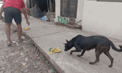 തെരുവ് നായ്ക്കളുടെ വിശപ്പിന്റെ വിളി കേട്ട് അവരെത്തി (വീഡിയോ)