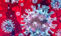 കോട്ടയം ജില്ലയില്‍ 12 പേര്‍ കൊവിഡ് മുക്തരായി