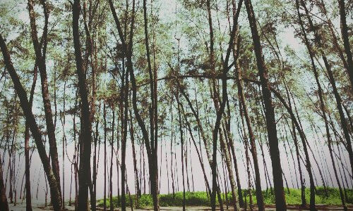 തീരദേശങ്ങളില്‍ ജൈവകവചമൊരുക്കാന്‍ ഇരുപതിനായിരം കാറ്റാടി മരങ്ങള്‍