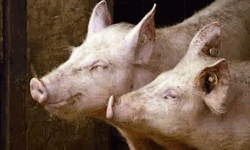 เด
เดธเดฎเดฟเดฒเตโ เดญเตเดคเดฟ เดชเดฐเดคเตเดคเดฟ เดเดซเตเดฐเดฟเดเตเดเดจเตโ เดชเดจเตเดจเดฟเดชเตเดชเดจเดฟ; 2,800เดเดณเด เดชเดจเตเดจเดฟเดเดณเตโ เดเดคเตเดคเต เด
เดธเดฎเดฟเดฒเตโ เดญเตเดคเดฟ เดชเดฐเดคเตเดคเดฟ เดเดซเตเดฐเดฟเดเตเดเดจเตโ เดชเดจเตเดจเดฟเดชเตเดชเดจเดฟ; 2,800เดเดณเด เดชเดจเตเดจเดฟเดเดณเตโ เดเดคเตเดคเต