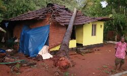 തെങ്ങ് കടപുഴകി വീട് തകര്‍ന്നു