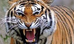 തണ്ണിത്തോട്ടില്‍ സര്‍വകക്ഷി യോഗം ചേര്‍ന്നു; കടുവയെ പിടിക്കാന്‍ വനംവകുപ്പ് കൂടുകള്‍ സ്ഥാപിച്ചു