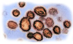 കൊവിഡ് 19: മുംബൈയില്‍ 748 പുതിയ കേസുകള്‍; ആകെ രോഗികളുടെ എണ്ണം 11,967