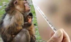 ഒരാള്ക്കുകൂടി കുരങ്ങുപനി സ്ഥിരീകരിച്ചു; വയനാട്ടില് രോഗബാധിതരുടെ എണ്ണം 28 ആയി ഒരാള്ക്കുകൂടി കുരങ്ങുപനി സ്ഥിരീകരിച്ചു; വയനാട്ടില് രോഗബാധിതരുടെ എണ്ണം 28 ആയി