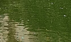 ജലസ്രോതസുകളുടെ സംരക്ഷണം: പുത്തന്‍പീടിക പള്ളിപ്പുറത്തെ പൊതുകുളം നവീകരിക്കുന്നു