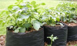 അടിമുടി കൃഷിമയം: ടെറസിലും മുറ്റത്തും പച്ചക്കറി വിളയിക്കാനൊരുങ്ങി കൂട്ടിലങ്ങാടിയിലെ പട്ടികജാതി കുടുംബങ്ങള്‍