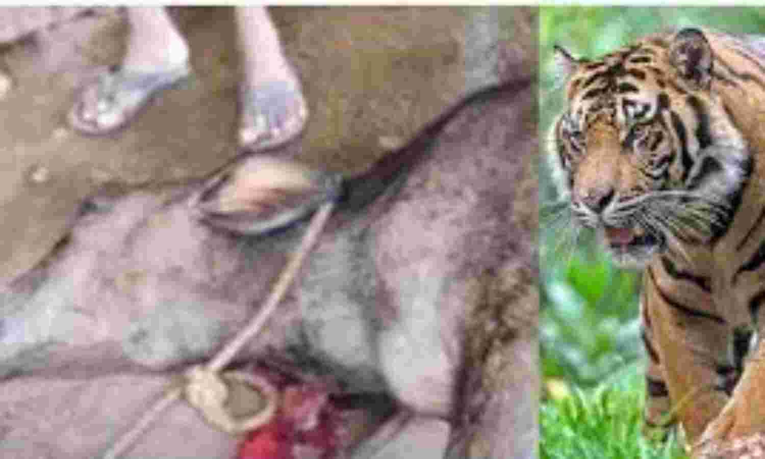 കടുവയുടെ ആക്രമണം: രണ്ടു വാര്ഡുകളില് കൂടി നിരോധനാജ്ഞ കടുവയുടെ ആക്രമണം: രണ്ടു വാര്ഡുകളില് കൂടി നിരോധനാജ്ഞ