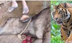 കടുവയുടെ ആക്രമണം: രണ്ടു വാര്ഡുകളില് കൂടി നിരോധനാജ്ഞ കടുവയുടെ ആക്രമണം: രണ്ടു വാര്ഡുകളില് കൂടി നിരോധനാജ്ഞ