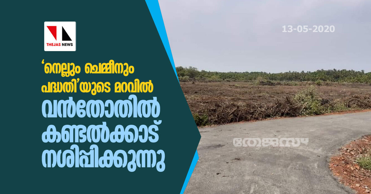നെല്ലും ചെമ്മീനും പദ്ധതിയുടെ മറവില് വന്തോതില് കണ്ടല്ക്കാട് നശിപ്പിക്കുന്നു നെല്ലും ചെമ്മീനും പദ്ധതിയുടെ മറവില് വന്തോതില് കണ്ടല്ക്കാട് നശിപ്പിക്കുന്നു