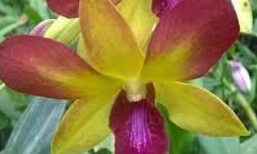 സല്യൂട്ടോടെ നഴ്‌സുമാര്‍ക്ക് പോലിസിന്റെ ആദരം; ഒപ്പം പൂക്കളും