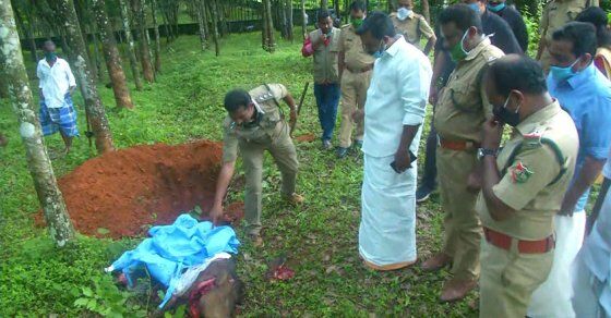 അപകടകാരിയായ കാട്ടുപന്നിയെ വനം വകുപ്പ് വെടിവച്ച് കൊന്നു