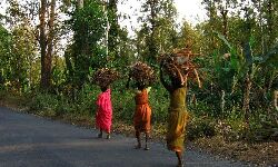 കൊവിഡ്: ആദിവാസി കോളനികളില്‍ 24 മണിക്കൂര്‍ സൂക്ഷ്മ നിരീക്ഷണം