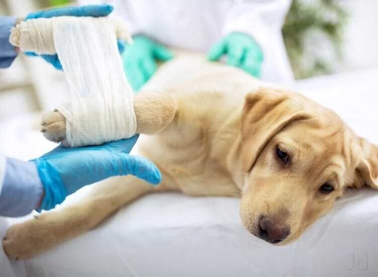 എംഎല്‍എ ഫണ്ടില്‍ നിന്ന് 30 ലക്ഷം: ചെറിയമുണ്ടത്തെ മൃഗാശുപത്രി കെട്ടിടം പുതുക്കി പണിയുന്നു