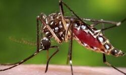 ഡെങ്കിപ്പനി: അതീവ ജാഗ്രത പുലര്‍ത്തണം, പൊതുജനപങ്കാളിത്തം അനിവാര്യം