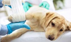 എംഎല്എ ഫണ്ടില് നിന്ന് 30 ലക്ഷം: ചെറിയമുണ്ടത്തെ മൃഗാശുപത്രി കെട്ടിടം പുതുക്കി പണിയുന്നു എംഎല്എ ഫണ്ടില് നിന്ന് 30 ലക്ഷം: ചെറിയമുണ്ടത്തെ മൃഗാശുപത്രി കെട്ടിടം പുതുക്കി പണിയുന്നു