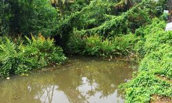 നഗരത്തിലെ വെള്ളക്കെട്ട് ഒഴിവാക്കണം: കലക്ടര്ക്കും മാള ഗ്രാമപഞ്ചായത്ത് സെക്രട്ടറിക്കും പരാതി നഗരത്തിലെ വെള്ളക്കെട്ട് ഒഴിവാക്കണം: കലക്ടര്ക്കും മാള ഗ്രാമപഞ്ചായത്ത് സെക്രട്ടറിക്കും പരാതി