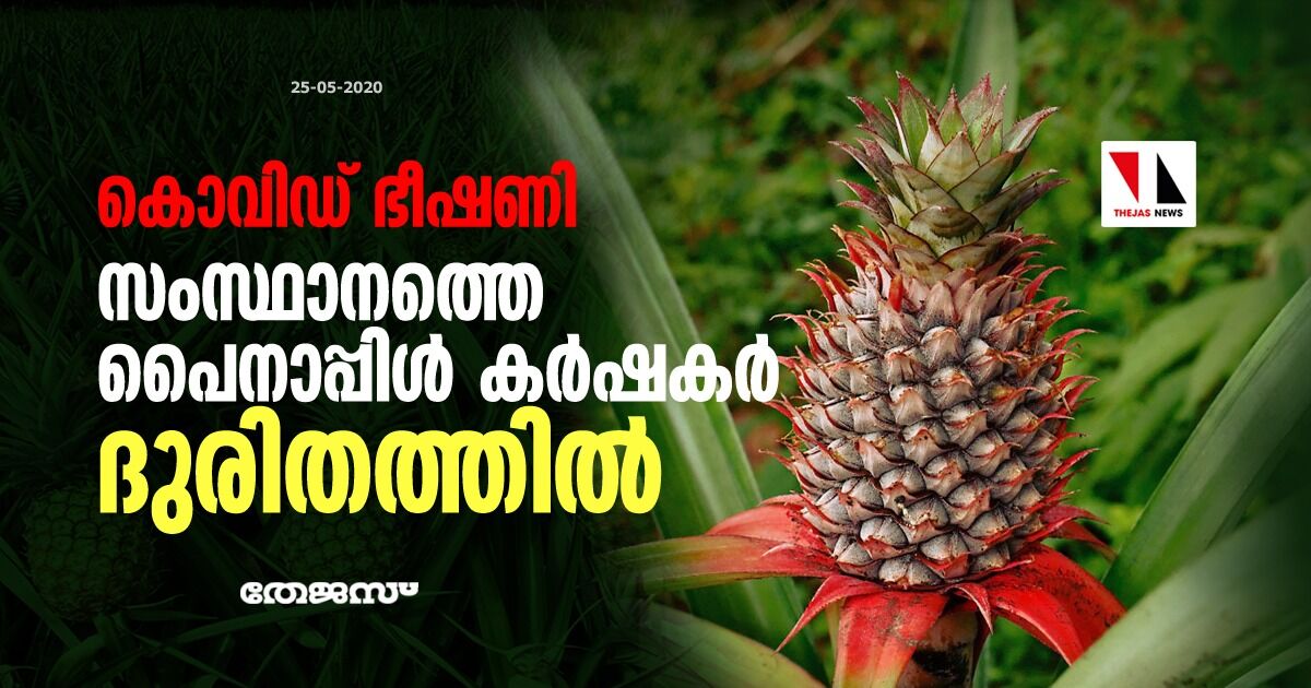 കൊവിഡ് ഭീഷണി: സംസ്ഥാനത്തെ പൈനാപ്പിള് കര്ഷകര് ദുരിതത്തില് കൊവിഡ് ഭീഷണി: സംസ്ഥാനത്തെ പൈനാപ്പിള് കര്ഷകര് ദുരിതത്തില്