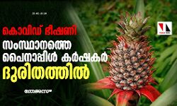 കൊവിഡ് ഭീഷണി: സംസ്ഥാനത്തെ പൈനാപ്പിള് കര്ഷകര് ദുരിതത്തില് കൊവിഡ് ഭീഷണി: സംസ്ഥാനത്തെ പൈനാപ്പിള് കര്ഷകര് ദുരിതത്തില്